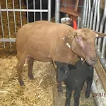 Biobauernhof Schoettelbauer 农家乐