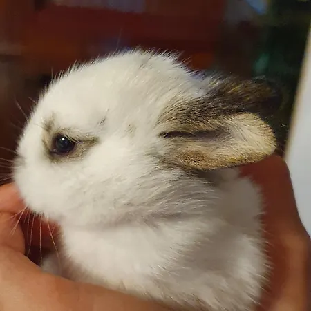 Farma Biobauernhof Schoettelbauer