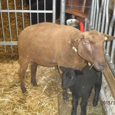 Biobauernhof Schoettelbauer בית חווה