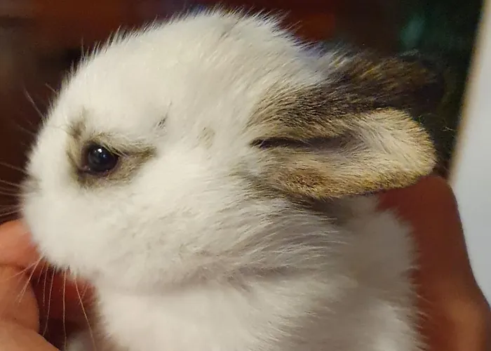 Séjour à la ferme Biobauernhof Schoettelbauer