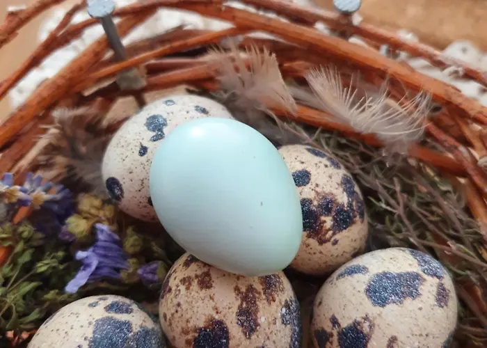 Biobauernhof Schoettelbauer 农家乐 *