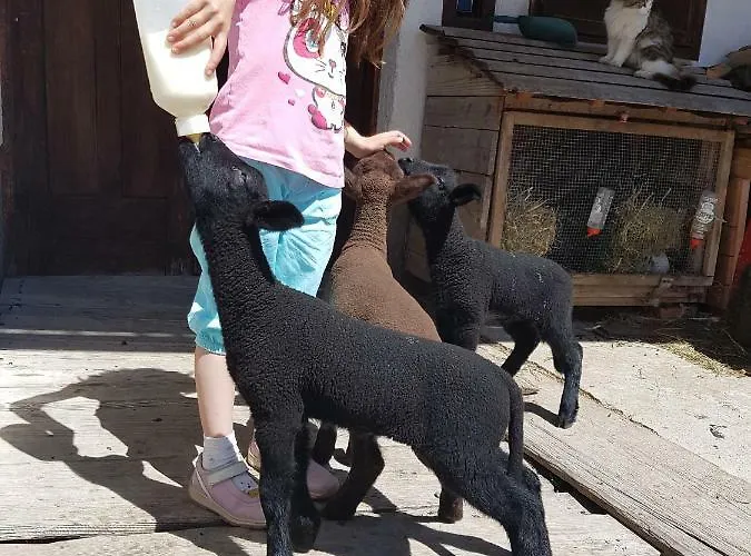 Çiftlik konaklama Biobauernhof Schoettelbauer